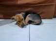 Amora