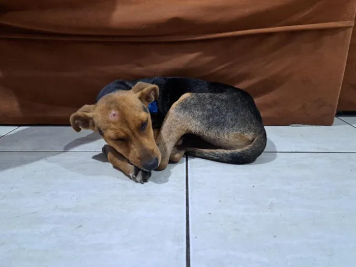 Cachorro raça SRD-ViraLata idade 2 a 6 meses nome Amora