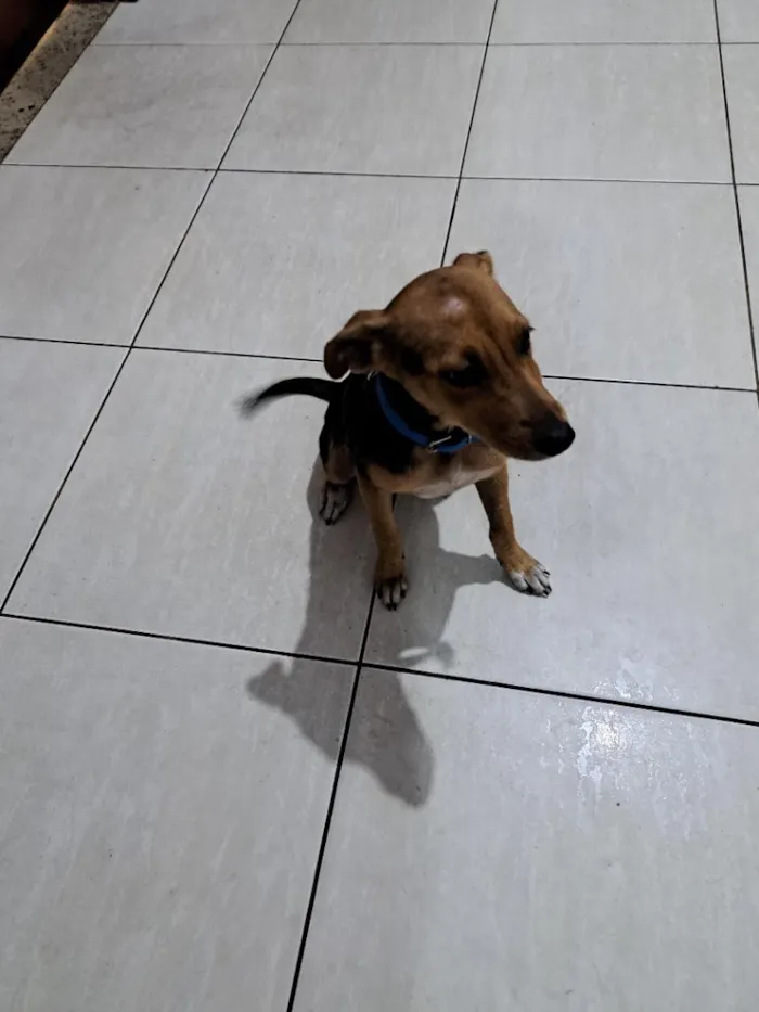 Cachorro raça SRD-ViraLata idade 2 a 6 meses nome Amora