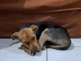 Amora