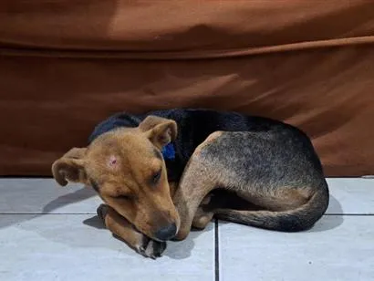 Cachorro raça SRD-ViraLata idade 2 a 6 meses nome Amora