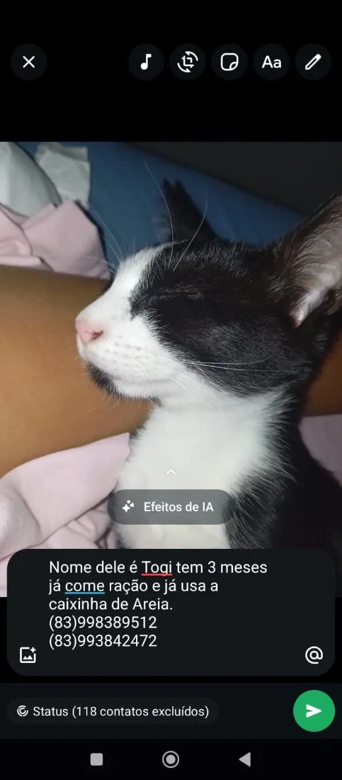 Gato raça SRD-ViraLata idade 2 a 6 meses nome Toji