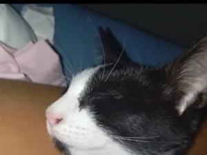 Gato raça SRD-ViraLata idade 2 a 6 meses nome Toji