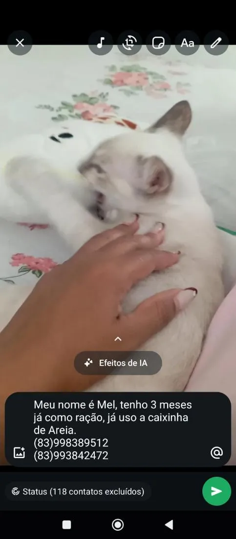 Gato raça SRD-ViraLata idade 2 a 6 meses nome Mel