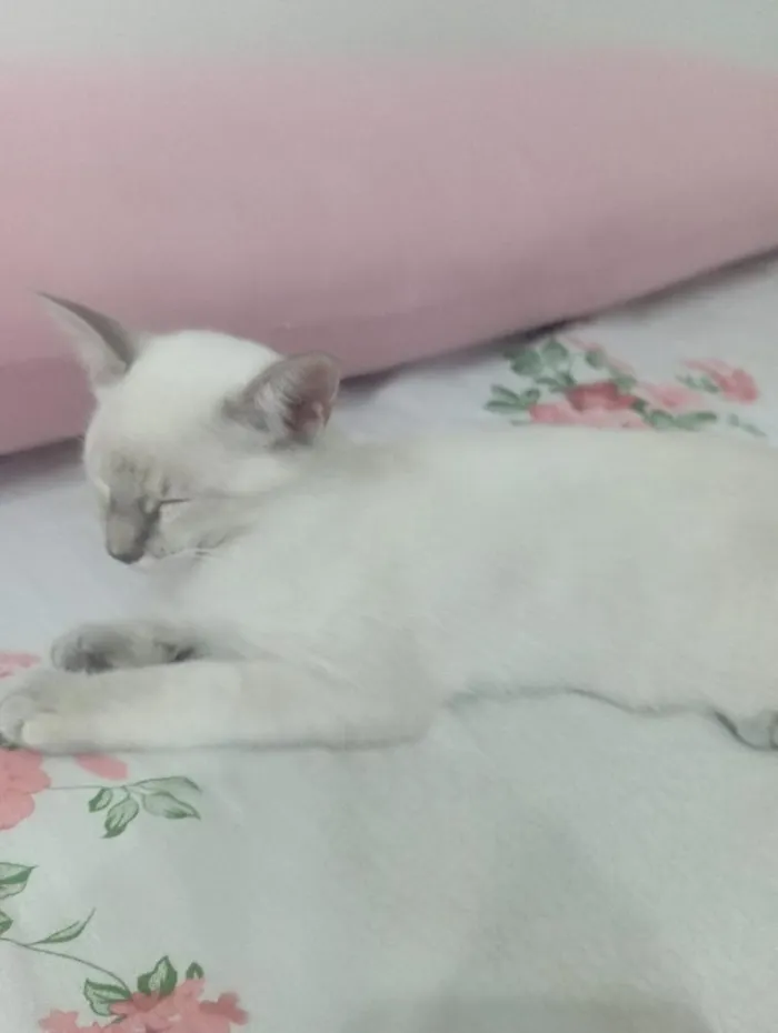 Gato raça SRD-ViraLata idade 2 a 6 meses nome Mel