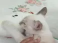Mel