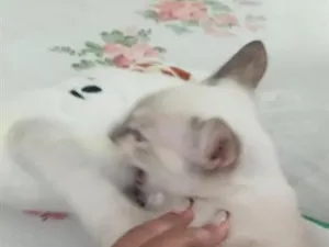 Gato raça SRD-ViraLata idade 2 a 6 meses nome Mel