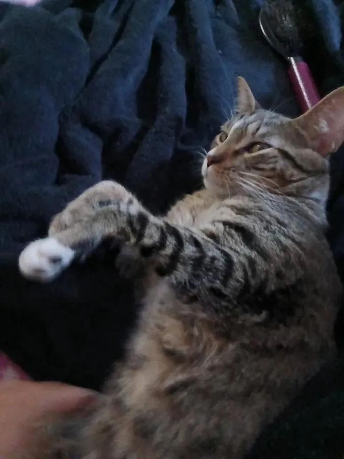 Gato raça SRD-ViraLata idade 2 anos nome Margarido e Pequenino