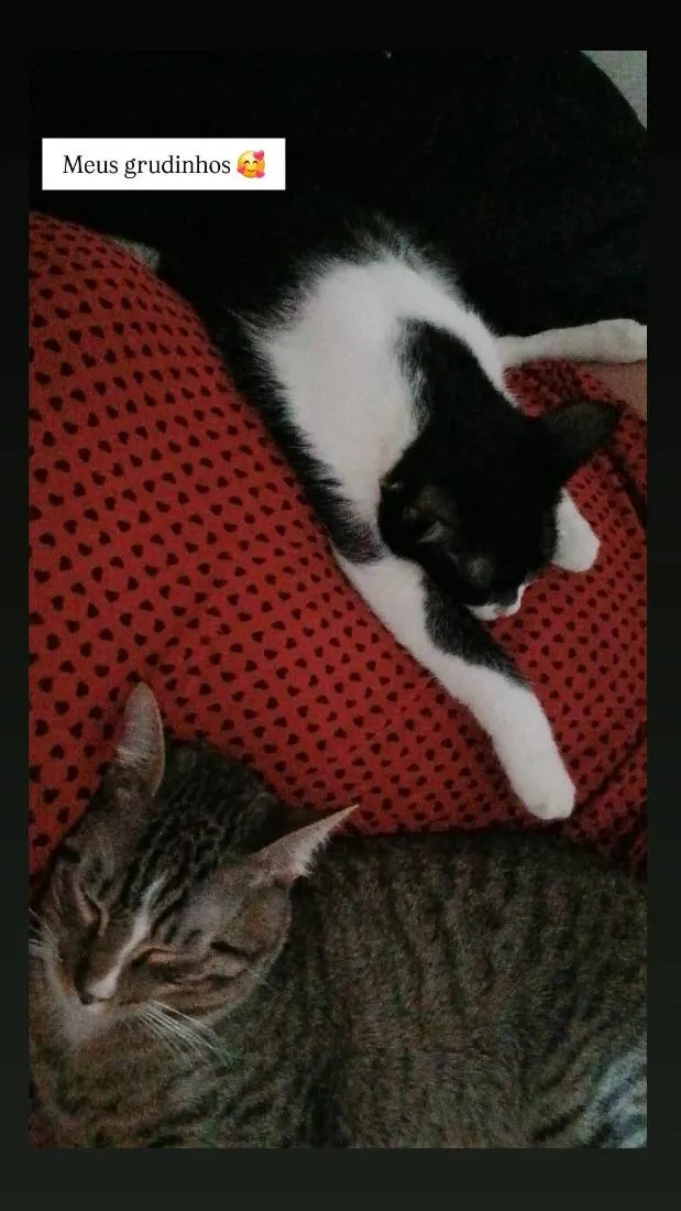 Gato raça SRD-ViraLata idade 2 anos nome Margarido e Pequenino