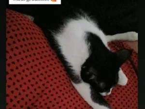 Gato raça SRD-ViraLata idade 2 anos nome Margarido e Pequenino