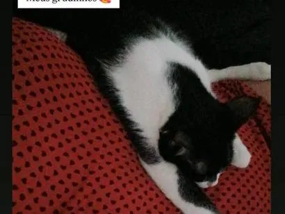 Gato raça SRD-ViraLata idade 2 anos nome Margarido e Pequenino