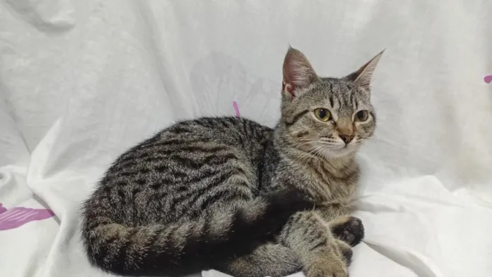 Gato raça SRD-ViraLata idade 2 a 6 meses nome Sem nome