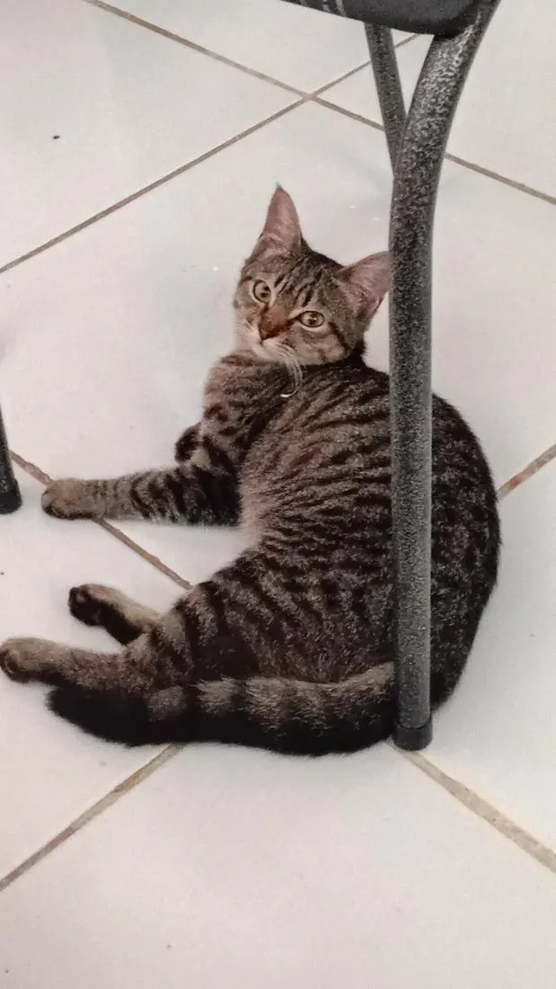 Gato raça SRD-ViraLata idade 2 a 6 meses nome Sem nome