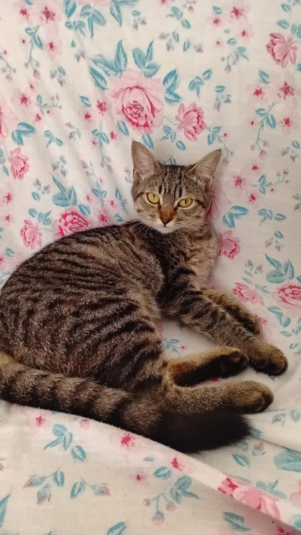 Gato raça SRD-ViraLata idade 2 a 6 meses nome Sem nome