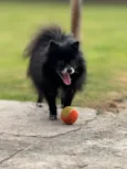 Toby