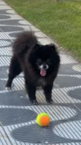 Toby