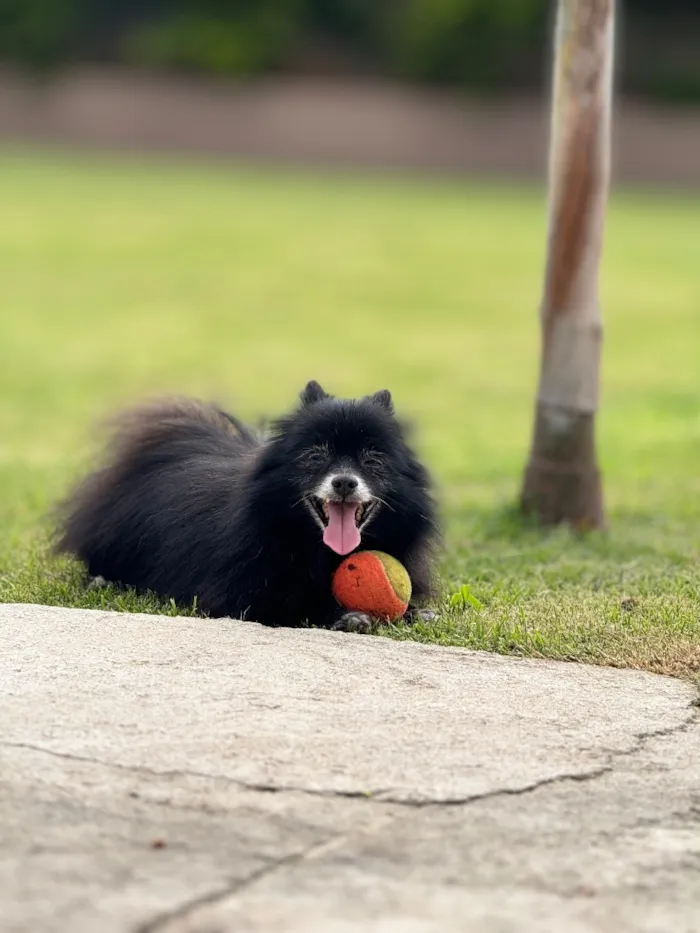 Cachorro raça SRD-ViraLata idade 6 ou mais anos nome Toby