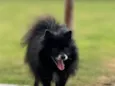 Toby