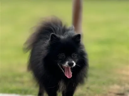 Cachorro raça SRD-ViraLata idade 6 ou mais anos nome Toby