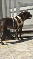 Nala