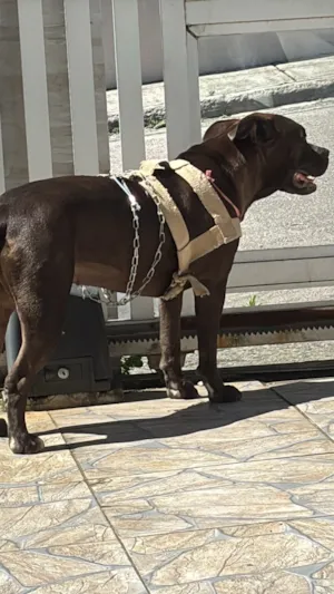 Cachorro raça Pit-Bull idade 1 ano nome Nala