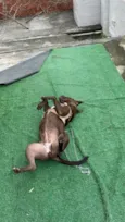 Nala