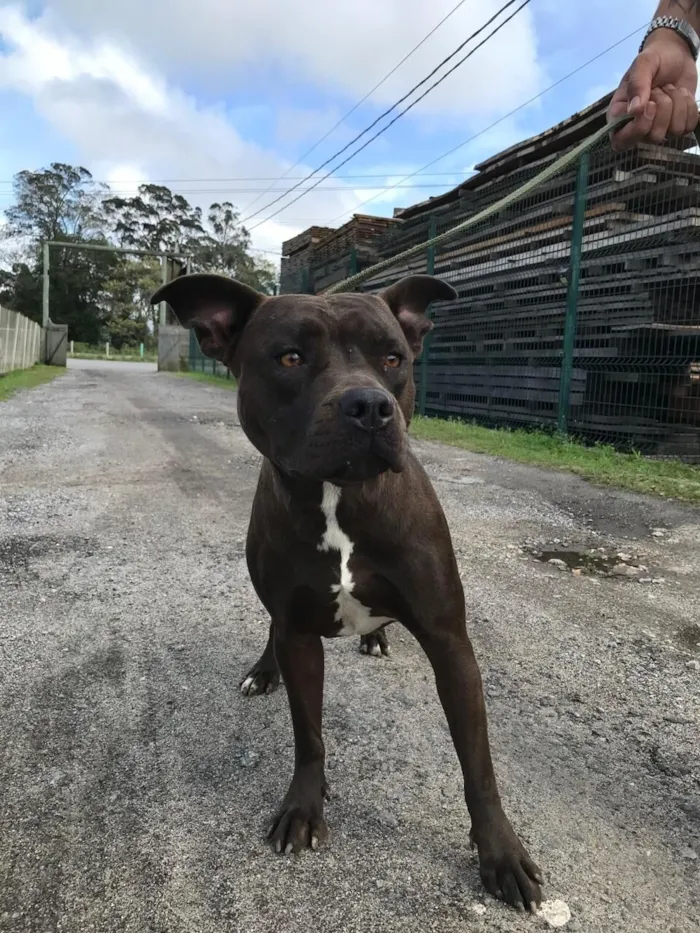 Cachorro raça Pit-Bull idade 1 ano nome Nala