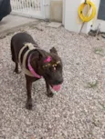 Nala