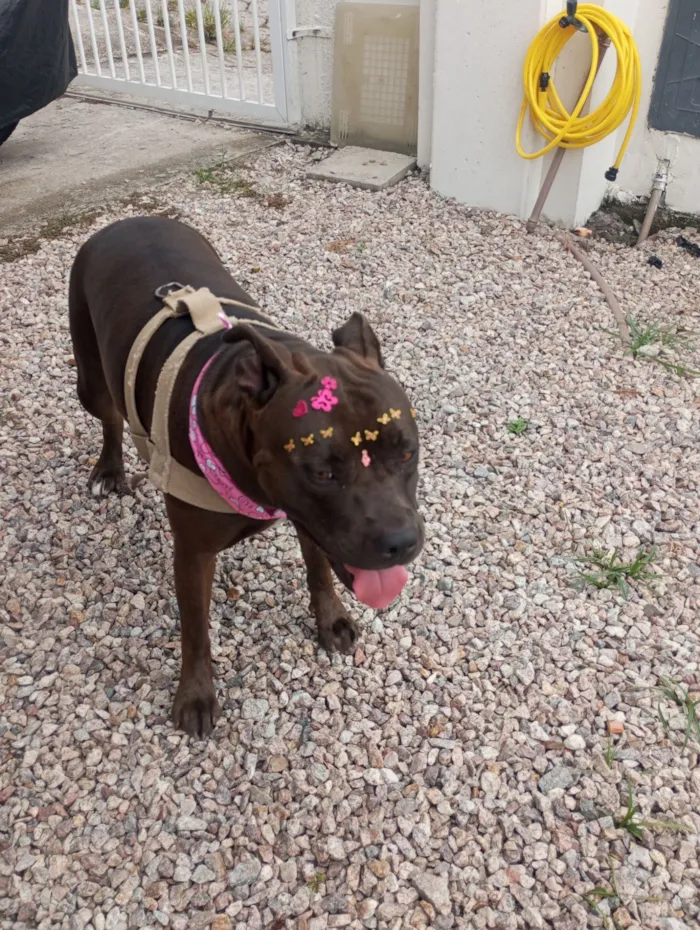Cachorro raça Pit-Bull idade 1 ano nome Nala