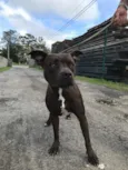 Nala