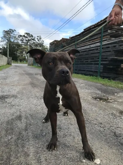 Cachorro raça Pit-Bull idade 1 ano nome Nala
