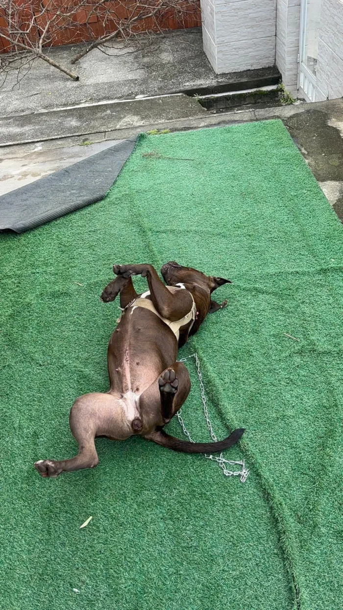 Cachorro raça Pit-Bull idade 1 ano nome Nala