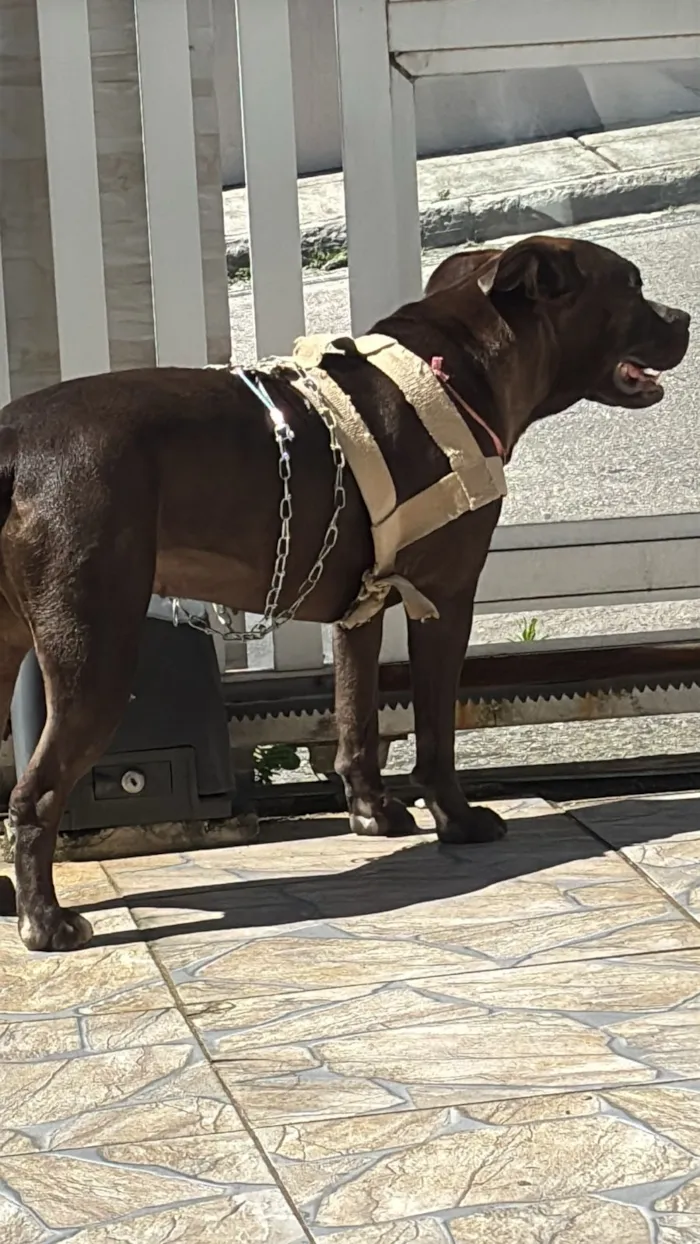 Cachorro raça Pit-Bull idade 1 ano nome Nala