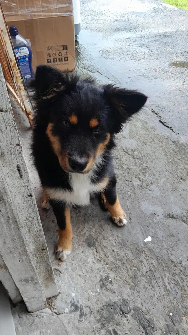 Cachorro raça SRD-ViraLata idade 1 ano nome Spike