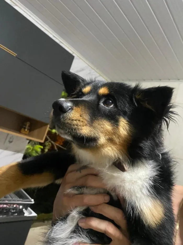 Cachorro raça SRD-ViraLata idade 1 ano nome Spike