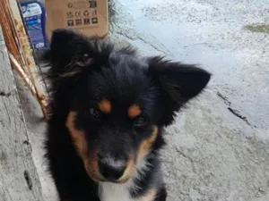 Cachorro raça SRD-ViraLata idade 1 ano nome Spike