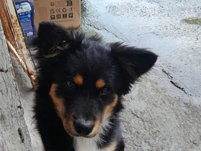Cachorro raça SRD-ViraLata idade 1 ano nome Spike
