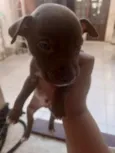 não tem 
