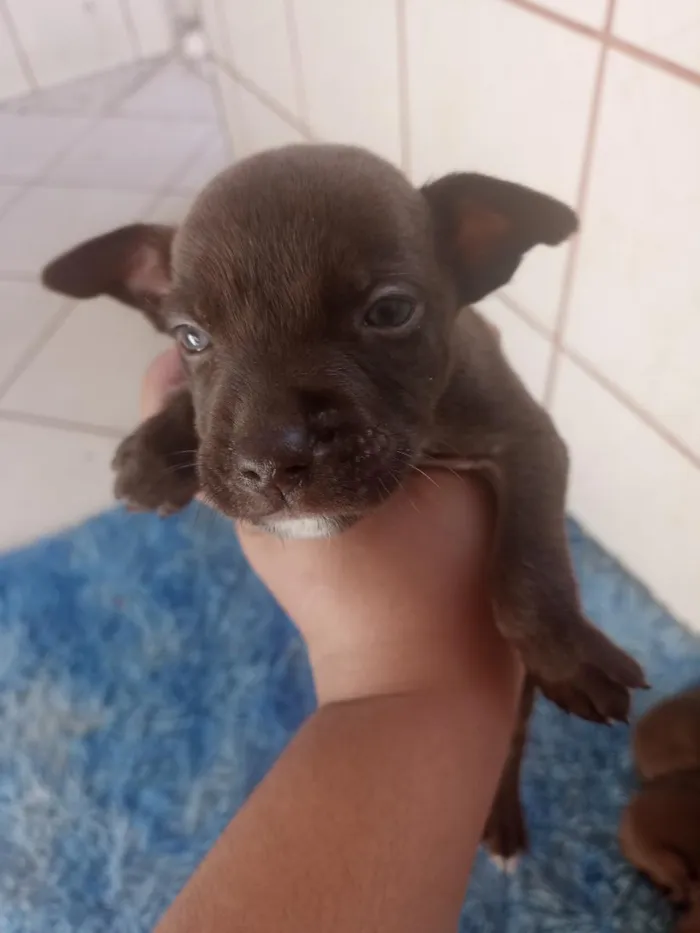 Cachorro raça SRD-ViraLata idade Abaixo de 2 meses nome não tem 