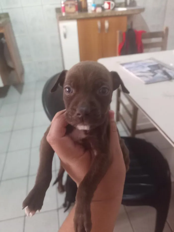 Cachorro raça SRD-ViraLata idade Abaixo de 2 meses nome não tem 