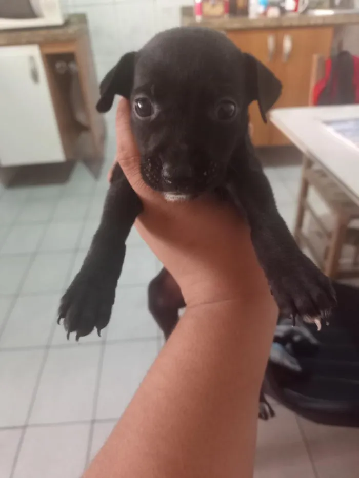 Cachorro raça SRD-ViraLata idade Abaixo de 2 meses nome não tem 
