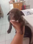 não tem 