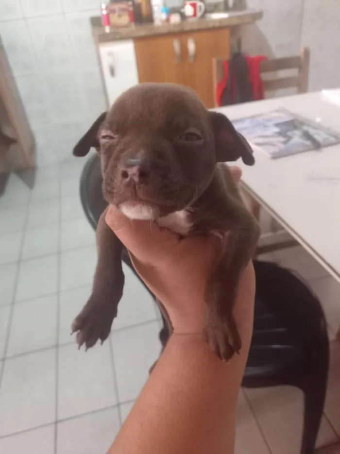 Cachorro raça SRD-ViraLata idade Abaixo de 2 meses nome não tem 