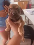 não tem 