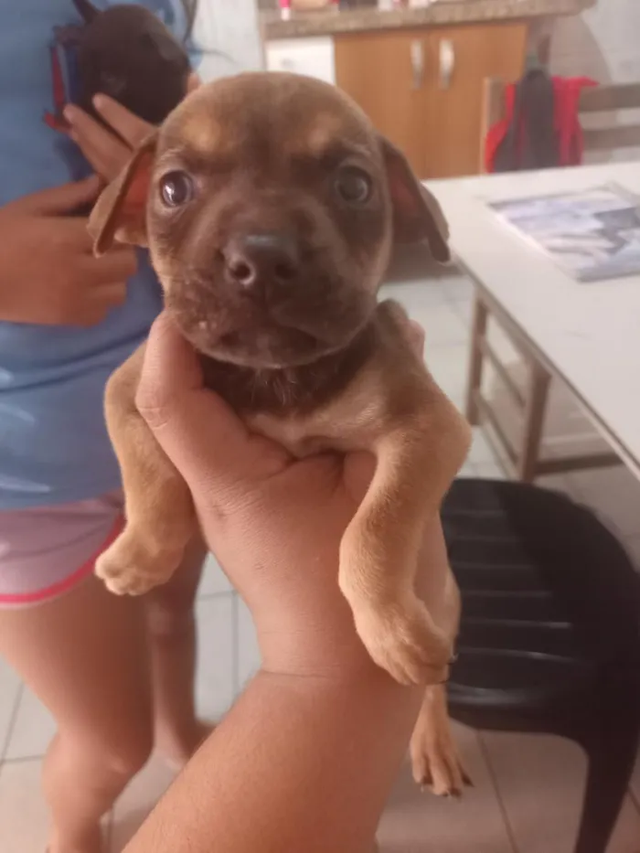 Cachorro raça SRD-ViraLata idade Abaixo de 2 meses nome não tem 