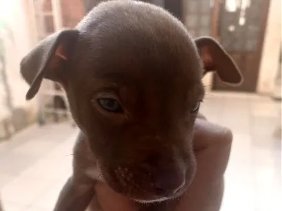 Cachorro raça SRD-ViraLata idade Abaixo de 2 meses nome não tem 