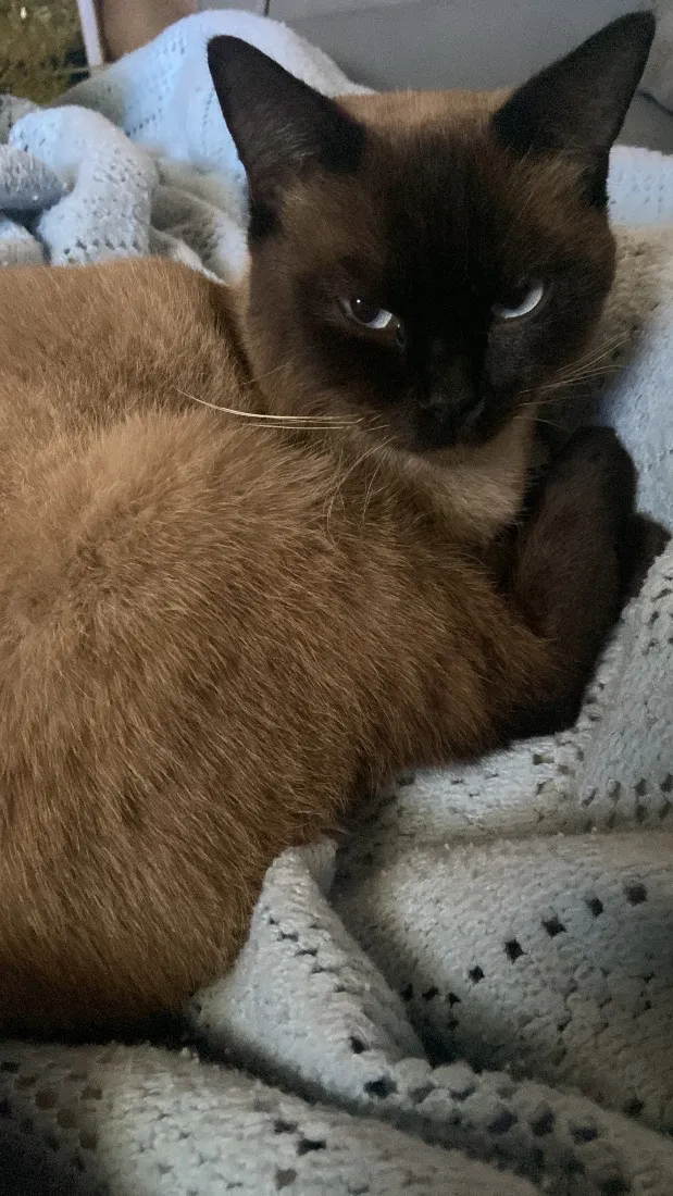 Gato raça SRD-ViraLata idade 2 anos nome Apólo