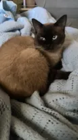 Apólo