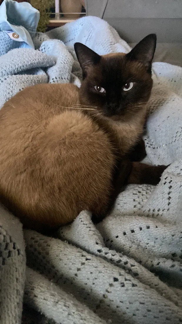 Gato raça SRD-ViraLata idade 2 anos nome Apólo