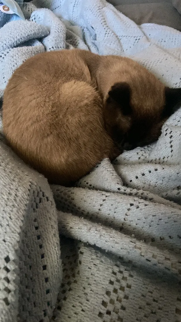Gato raça SRD-ViraLata idade 2 anos nome Apólo